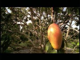 Tim Tim Under The Mango Tree